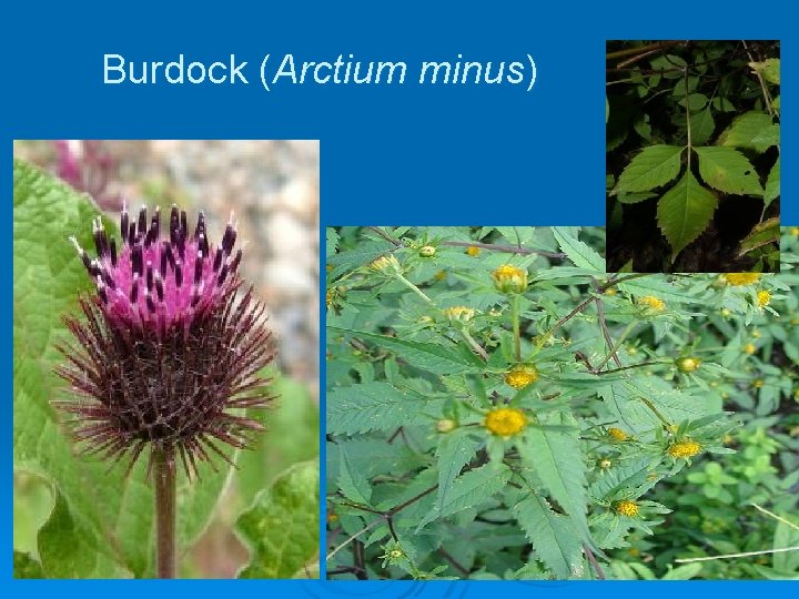 Burdock (Arctium minus) 