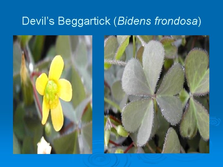Devil’s Beggartick (Bidens frondosa) 