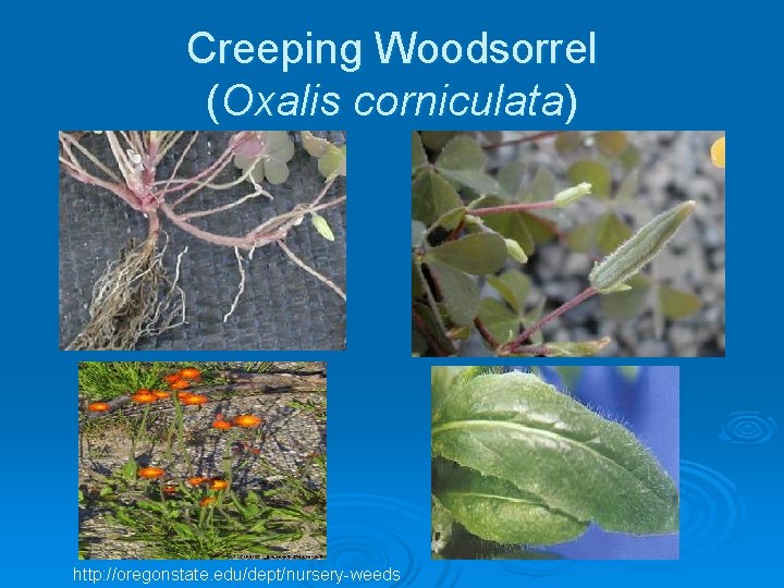 Creeping Woodsorrel (Oxalis corniculata) http: //oregonstate. edu/dept/nursery-weeds 
