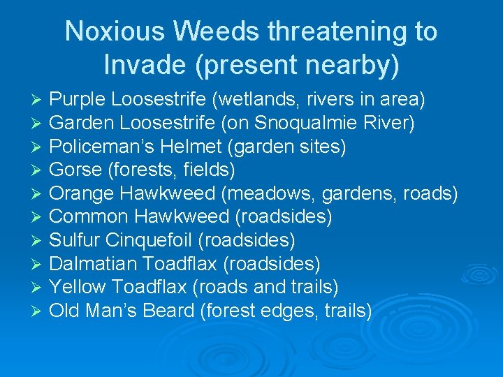 Noxious Weeds threatening to Invade (present nearby) Ø Ø Ø Ø Ø Purple Loosestrife