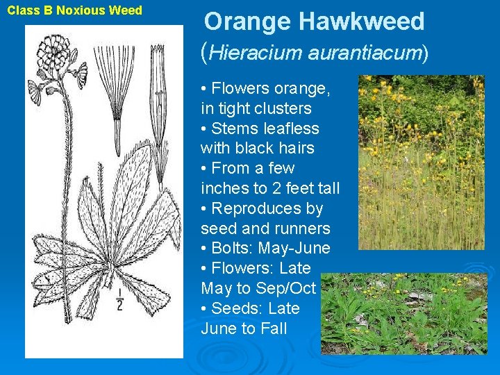 Class B Noxious Weed Orange Hawkweed (Hieracium aurantiacum) • Flowers orange, in tight clusters