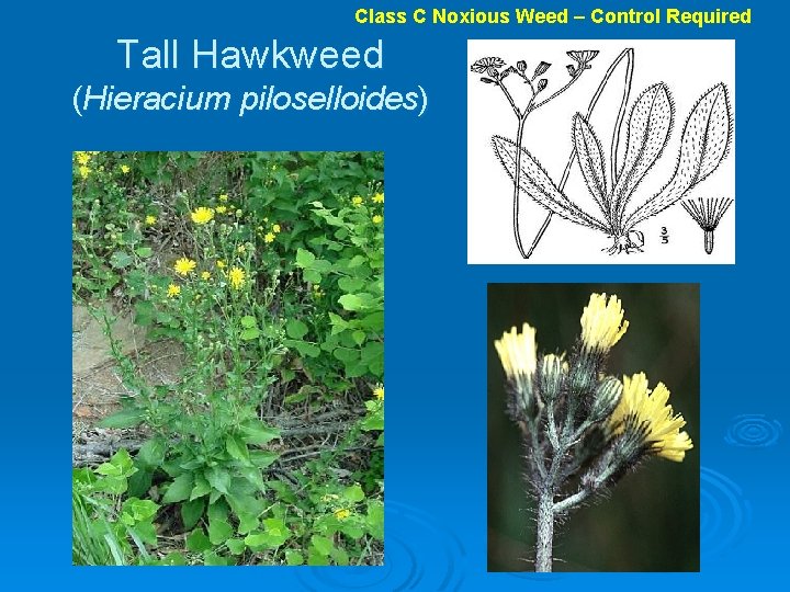 Class C Noxious Weed – Control Required Tall Hawkweed (Hieracium piloselloides) 