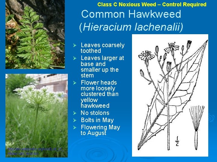 Class C Noxious Weed – Control Required Common Hawkweed (Hieracium lachenalii) Ø Ø Ø
