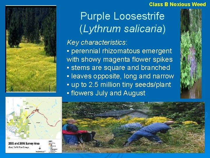 Class B Noxious Weed Purple Loosestrife (Lythrum salicaria) Key characteristics: • perennial rhizomatous emergent