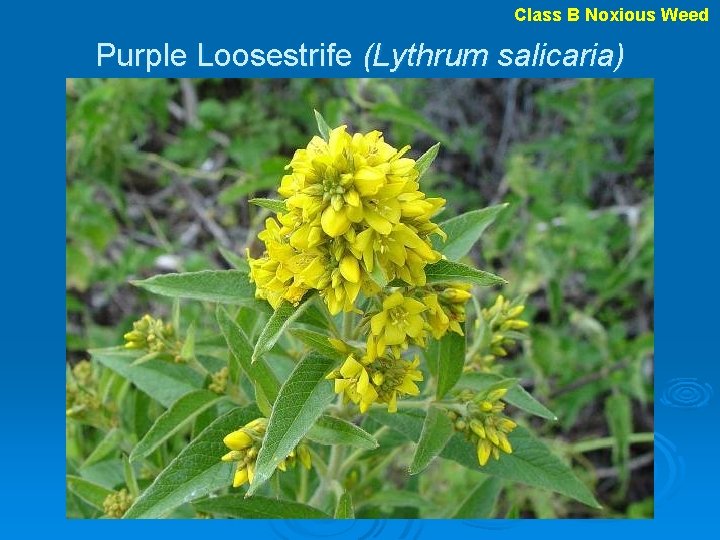 Class B Noxious Weed Purple Loosestrife (Lythrum salicaria) 