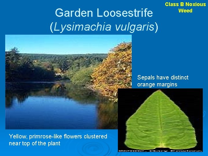 Garden Loosestrife (Lysimachia vulgaris) Class B Noxious Weed Sepals have distinct orange margins Yellow,