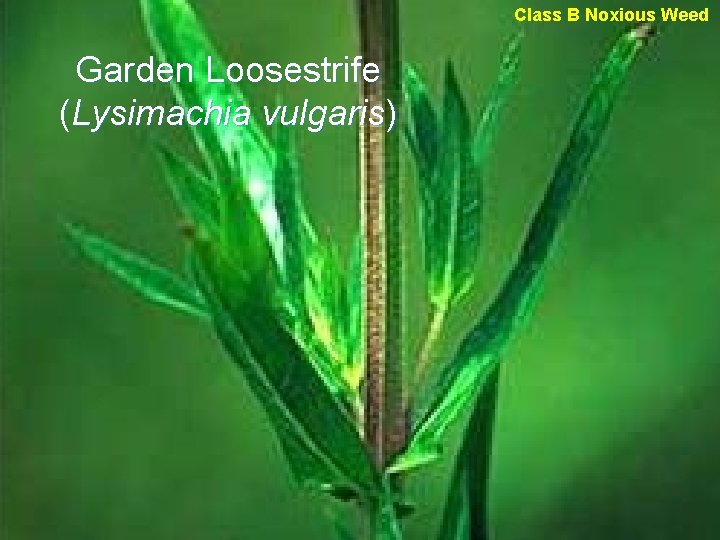 Class B Noxious Weed Garden Loosestrife (Lysimachia vulgaris) 