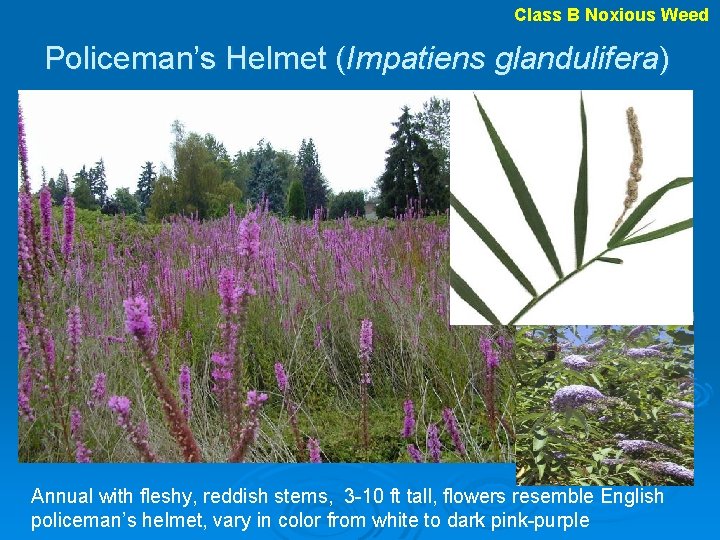 Class B Noxious Weed Policeman’s Helmet (Impatiens glandulifera) Annual with fleshy, reddish stems, 3