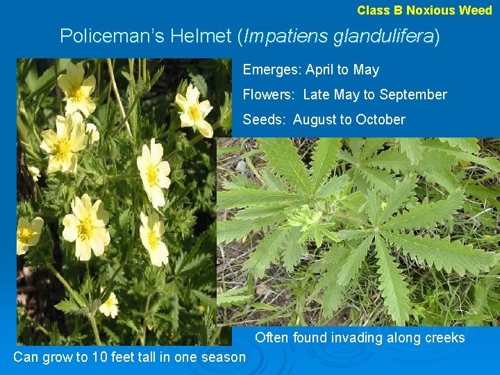 Class B Noxious Weed Policeman’s Helmet (Impatiens glandulifera) Emerges: April to May Flowers: Late