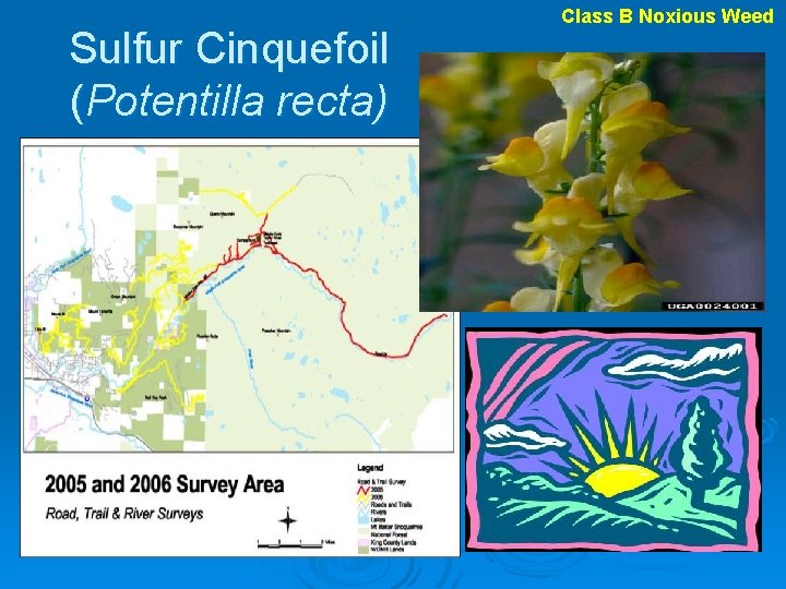 Sulfur Cinquefoil (Potentilla recta) Class B Noxious Weed 
