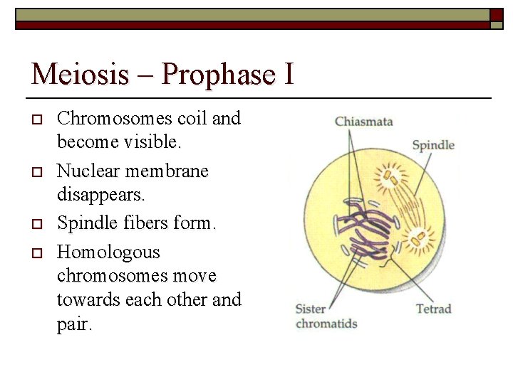 Meiosis – Prophase I o o Chromosomes coil and become visible. Nuclear membrane disappears.