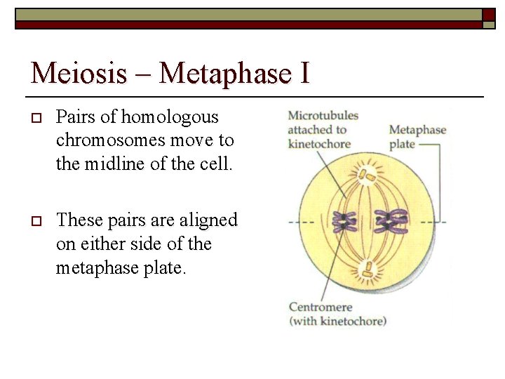 Meiosis – Metaphase I o Pairs of homologous chromosomes move to the midline of