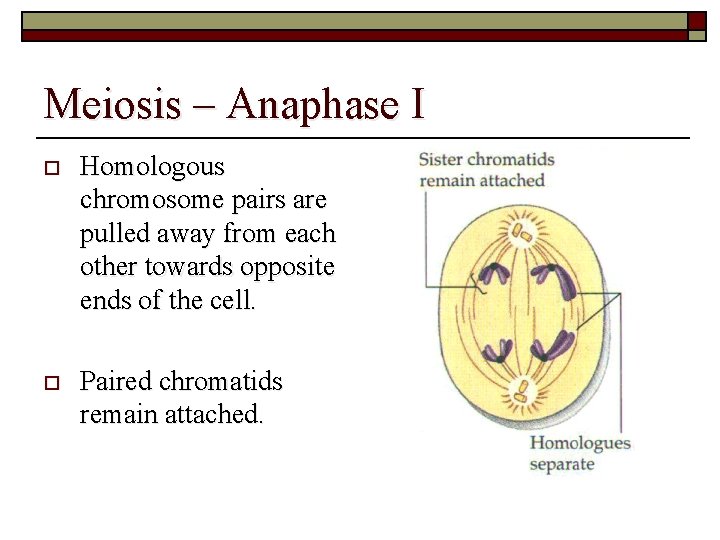 Meiosis – Anaphase I o Homologous chromosome pairs are pulled away from each other