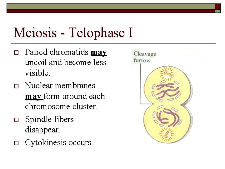 Meiosis - Telophase I o o Paired chromatids may uncoil and become less visible.