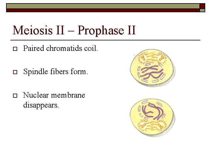 Meiosis II – Prophase II o Paired chromatids coil. o Spindle fibers form. o