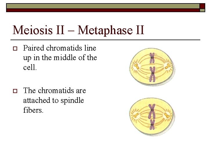 Meiosis II – Metaphase II o Paired chromatids line up in the middle of