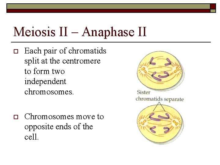 Meiosis II – Anaphase II o Each pair of chromatids split at the centromere