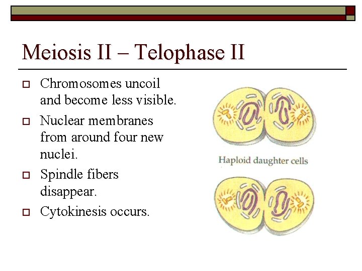 Meiosis II – Telophase II o o Chromosomes uncoil and become less visible. Nuclear