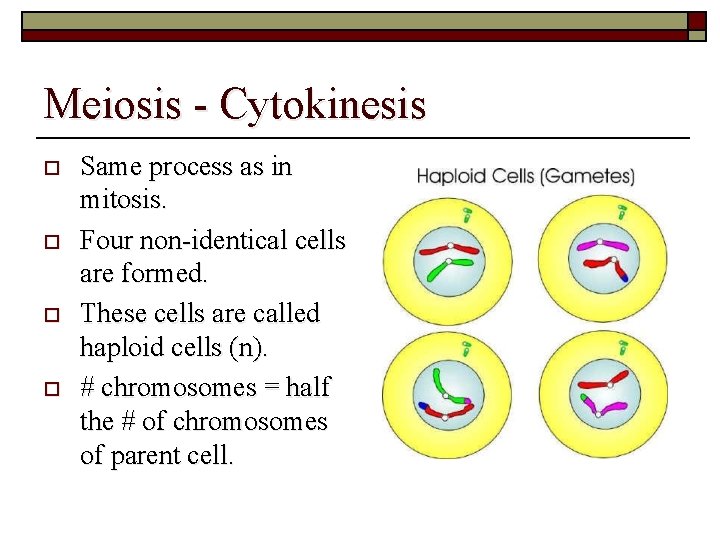 Meiosis - Cytokinesis o o Same process as in mitosis. Four non-identical cells are