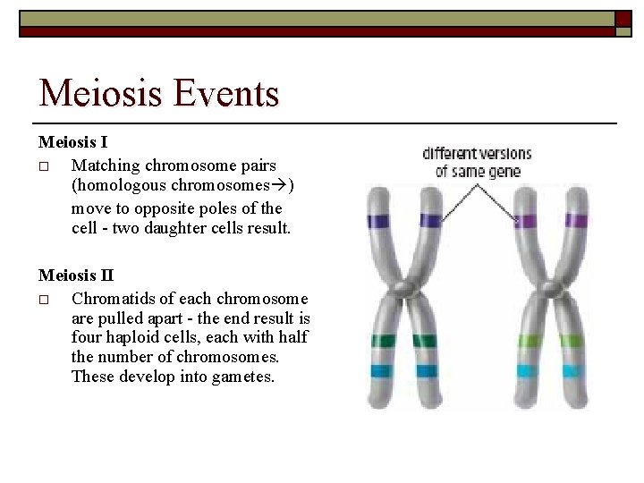 Meiosis Events Meiosis I o Matching chromosome pairs (homologous chromosomes ) move to opposite