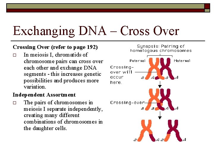 Exchanging DNA – Cross Over Crossing Over (refer to page 192) o In meiosis