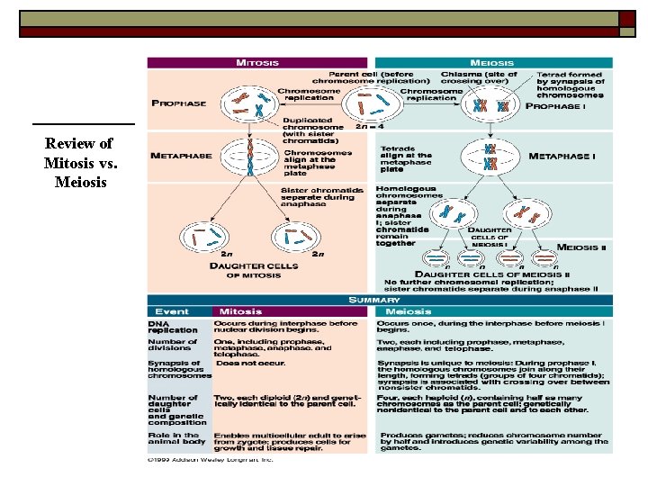 Review of Mitosis vs. Meiosis 