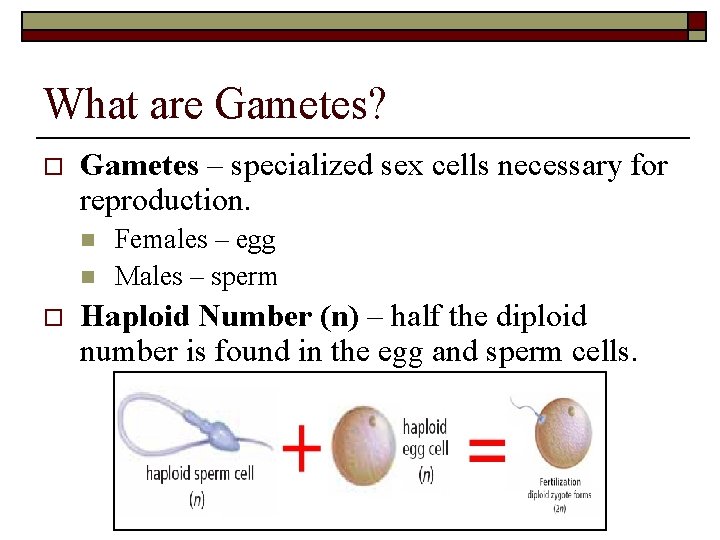 What are Gametes? o Gametes – specialized sex cells necessary for reproduction. n n