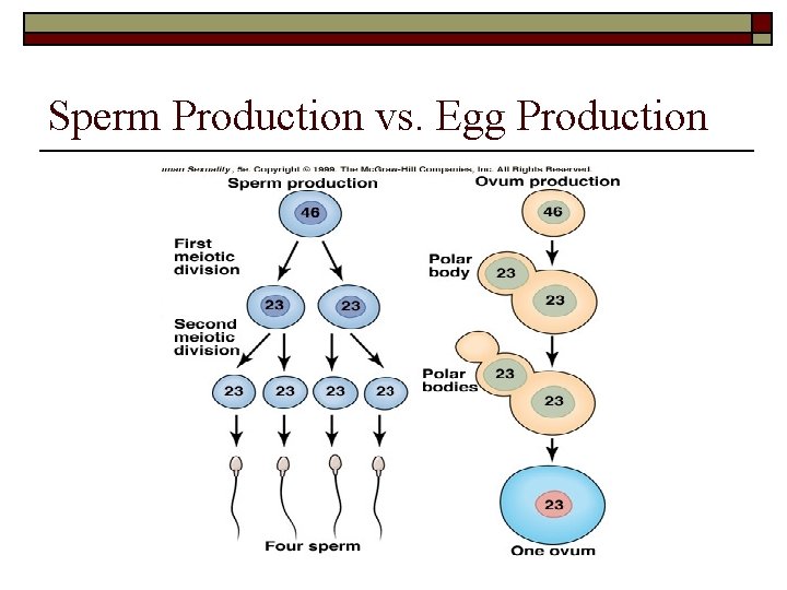 Sperm Production vs. Egg Production 