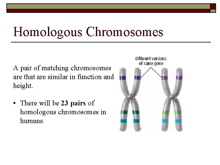 Homologous Chromosomes A pair of matching chromosomes are that are similar in function and