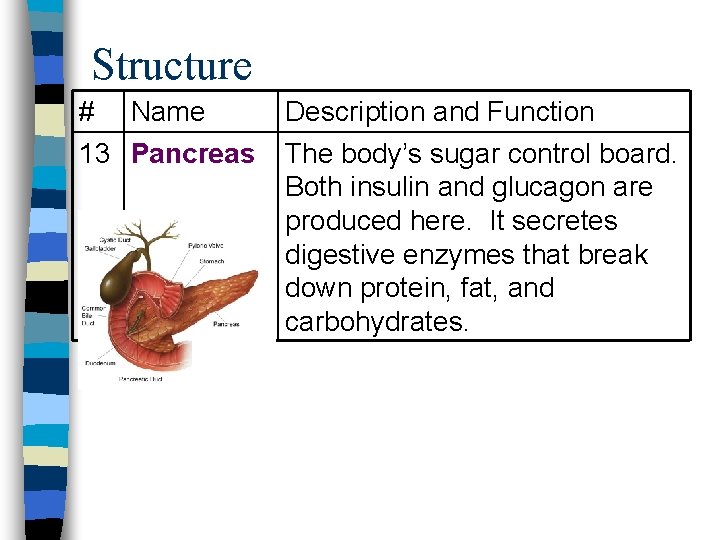 Structure # Name 13 Pancreas Description and Function The body’s sugar control board. Both Structure # Name 13 Pancreas Description and Function The body’s sugar control board. Both