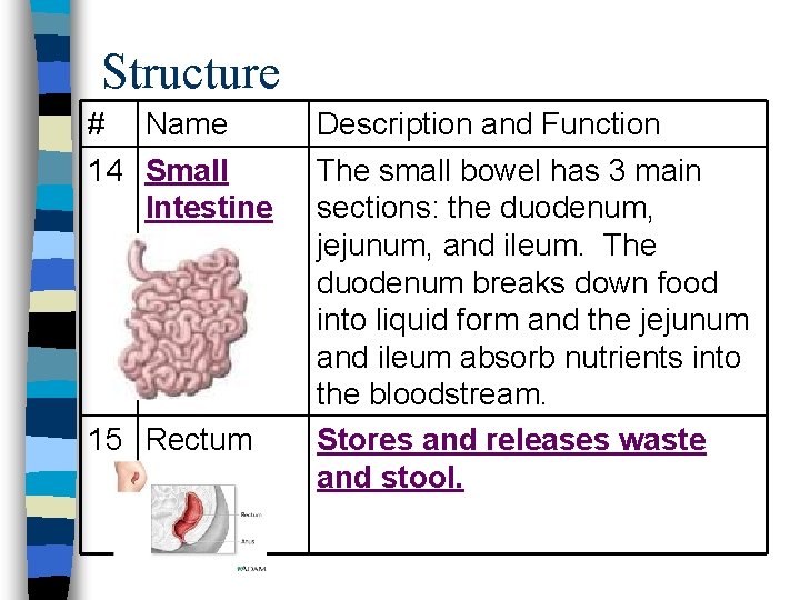 Structure # Name 14 Small Intestine 15 Rectum Description and Function The small bowel Structure # Name 14 Small Intestine 15 Rectum Description and Function The small bowel