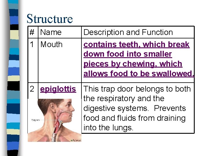 Structure # Name 1 Mouth Description and Function contains teeth, which break down food Structure # Name 1 Mouth Description and Function contains teeth, which break down food