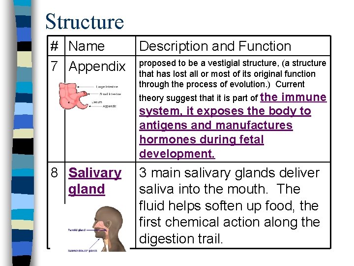 Structure # Name Description and Function to be a vestigial structure, (a structure 7 Structure # Name Description and Function to be a vestigial structure, (a structure 7