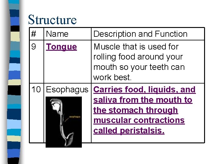 Structure # 9 Name Tongue Description and Function Muscle that is used for rolling Structure # 9 Name Tongue Description and Function Muscle that is used for rolling