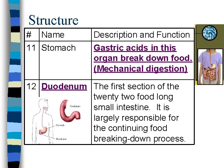 Structure # Name 11 Stomach Description and Function Gastric acids in this organ break Structure # Name 11 Stomach Description and Function Gastric acids in this organ break