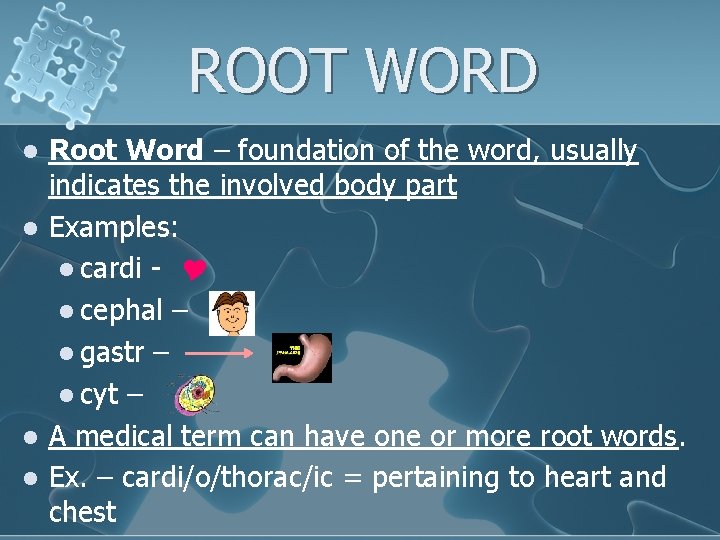 ROOT WORD l l Root Word – foundation of the word, usually indicates the