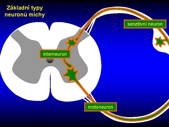 Základní typy neuronů míchy senzitivní neuron interneuron motoneuron 