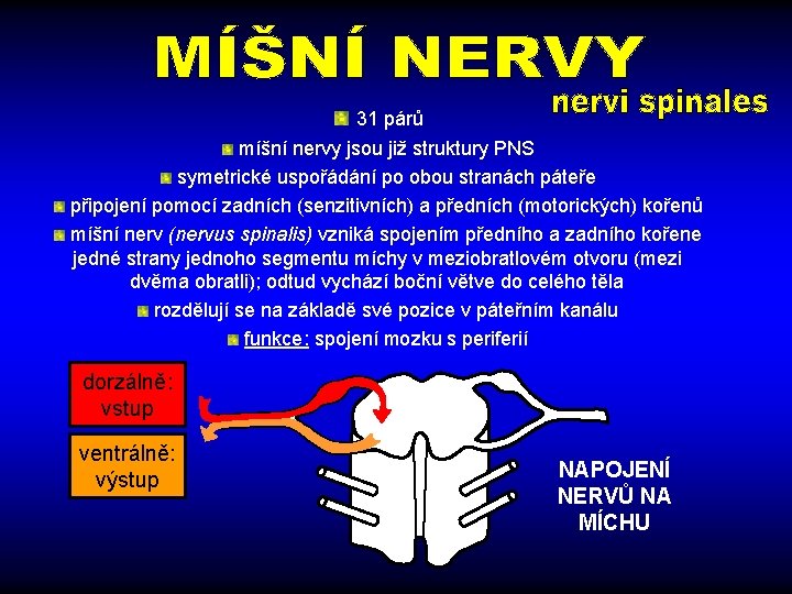 31 párů míšní nervy jsou již struktury PNS symetrické uspořádání po obou stranách páteře