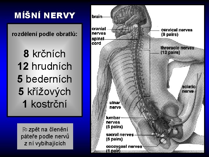 MÍŠNÍ NERVY rozdělení podle obratlů: 8 krčních 12 hrudních 5 bederních 5 křížových 1