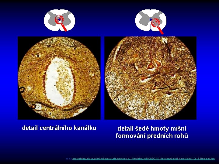  detail centrálního kanálku detail šedé hmoty míšní formování předních rohů zdroj: http: //biology.