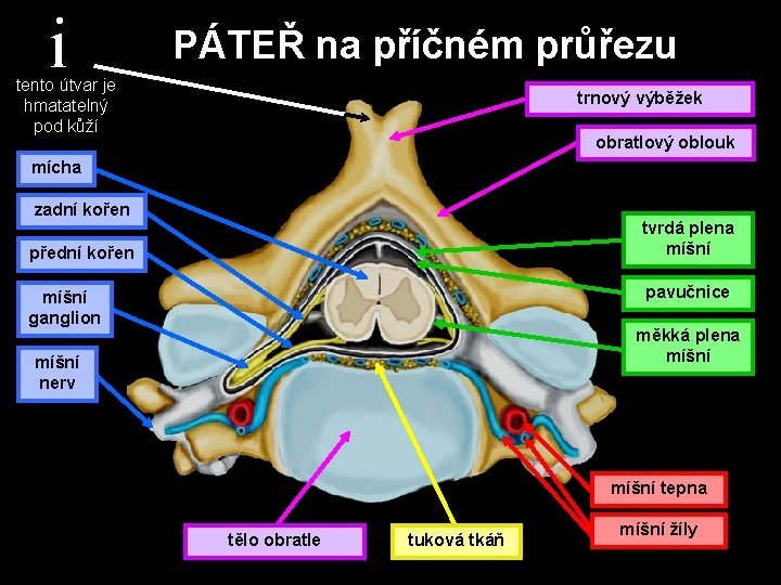 i PÁTEŘ na příčném průřezu tento útvar je hmatatelný pod kůží trnový výběžek obratlový