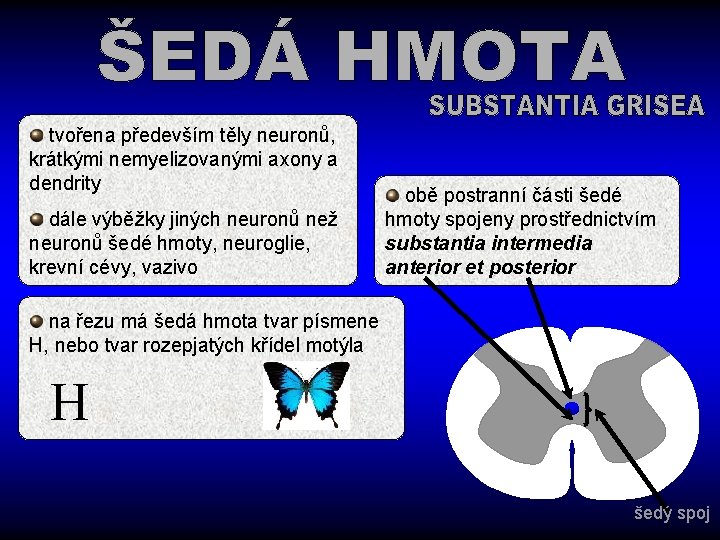 tvořena především těly neuronů, krátkými nemyelizovanými axony a dendrity dále výběžky jiných neuronů než