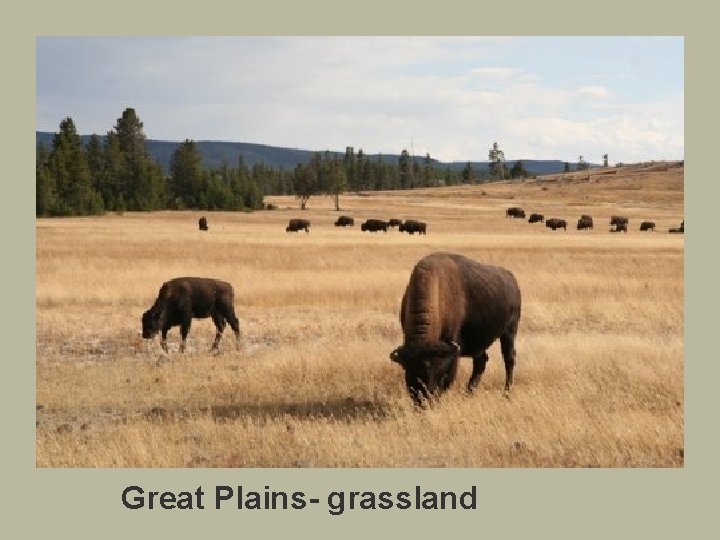Great Plains- grassland 