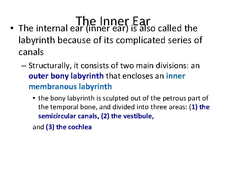  • The Inner Ear The internal ear (inner ear) is also called the