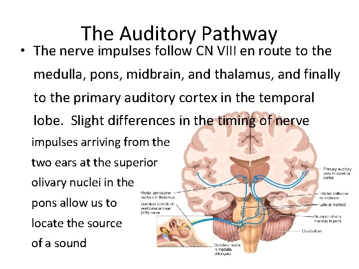 The Auditory Pathway • The nerve impulses follow CN VIII en route to the