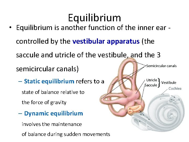 Equilibrium • Equilibrium is another function of the inner ear controlled by the vestibular