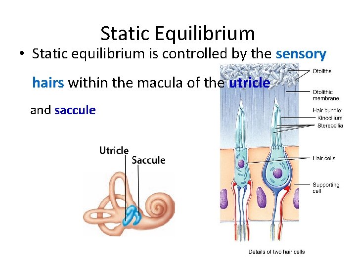 Static Equilibrium • Static equilibrium is controlled by the sensory hairs within the macula