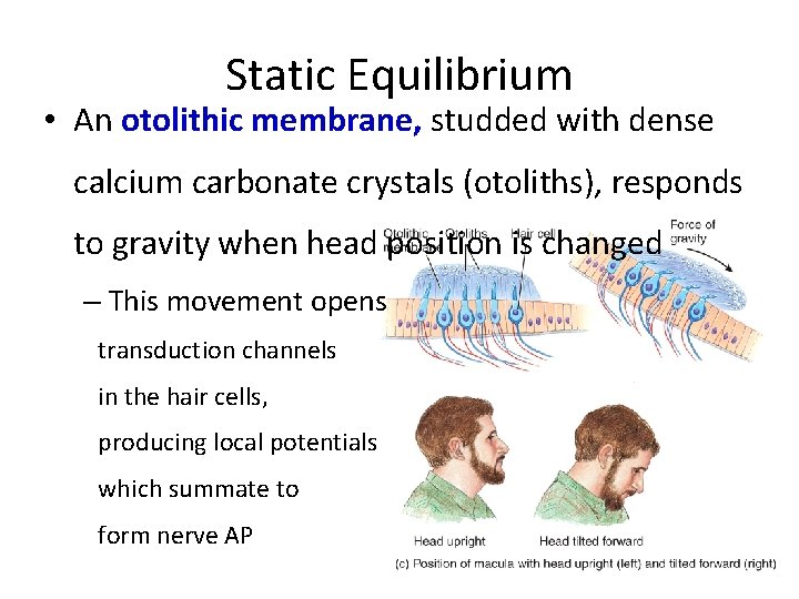 Static Equilibrium • An otolithic membrane, studded with dense calcium carbonate crystals (otoliths), responds