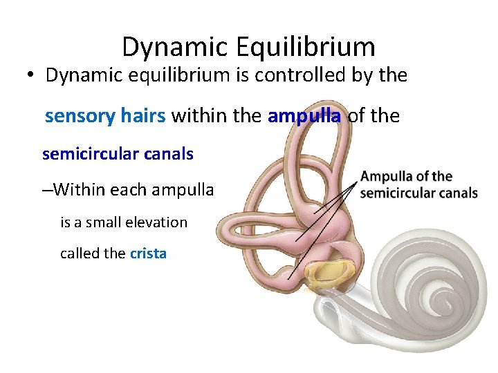 Dynamic Equilibrium • Dynamic equilibrium is controlled by the sensory hairs within the ampulla