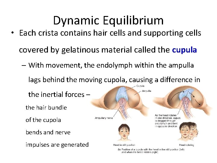 Dynamic Equilibrium • Each crista contains hair cells and supporting cells covered by gelatinous